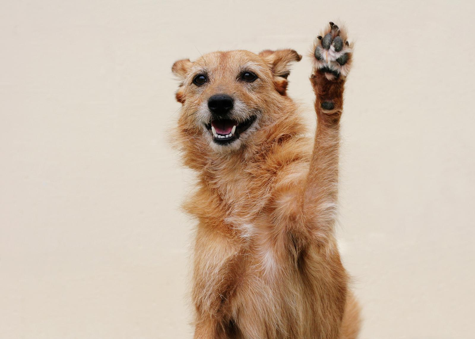 Feedmore Pet Food Drive a Rrrrowsing Success!