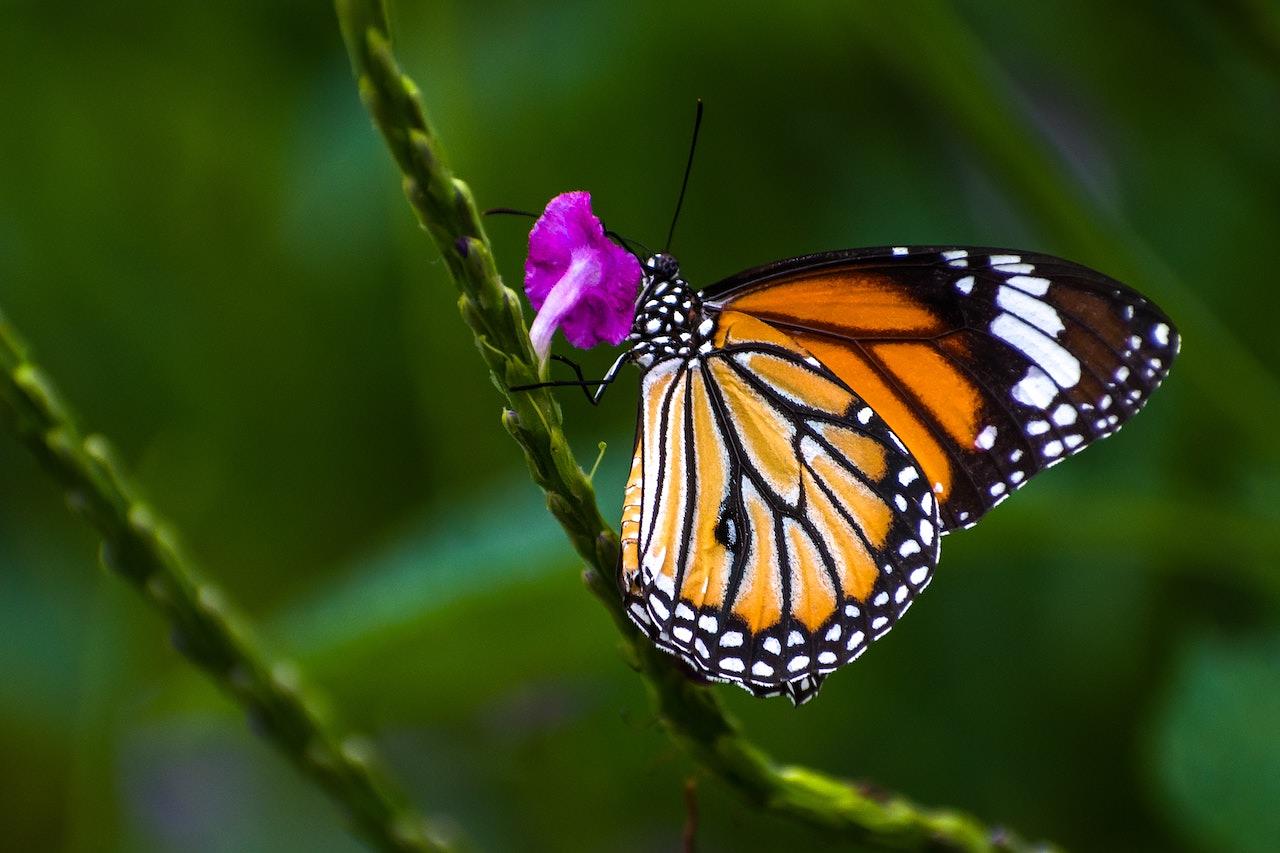 Olean Times Herald: State & Union: Olean General plans memorial butterfly release