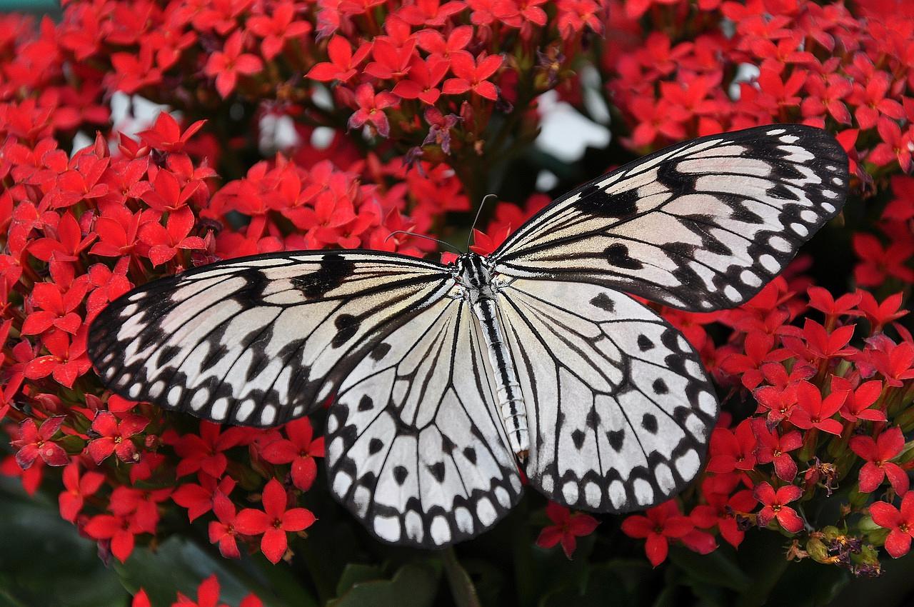 Bradford Era: BRMC to release memorial butterflies Friday