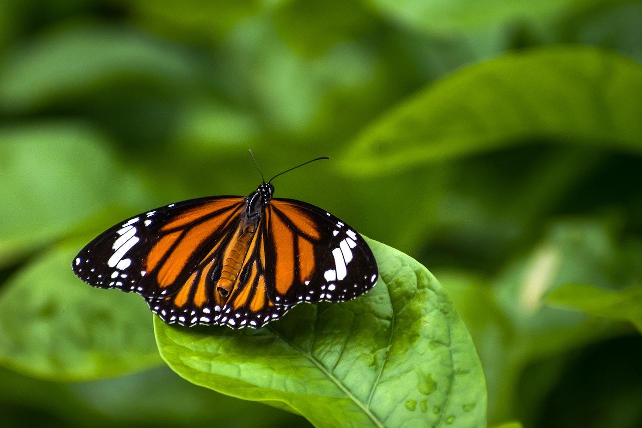 Olean Times Herald: Olean General Hospital memorial butterfly release Aug. 11
