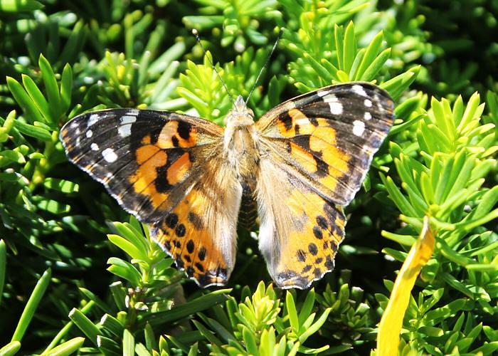 Olean Times Herald: Olean General sets butterfly release