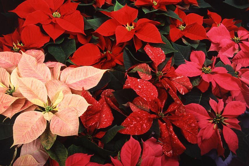 Olean Times Herald: OGH Auxiliary offers poinsettias, baklava in holiday sale
