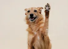 Feedmore Pet Food Drive a Rrrrowsing Success!