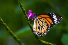 Olean Times Herald: State & Union: Olean General plans memorial butterfly release