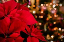 Olean Times Herald: OGH Auxiliary launches poinsettia and baklava sale