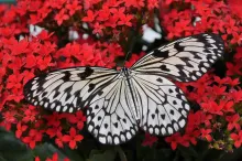 Bradford Era: BRMC to release memorial butterflies Friday