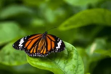 Olean Times Herald: Olean General Hospital memorial butterfly release Aug. 11
